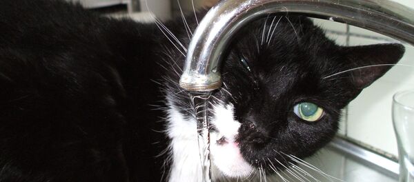 Кот в ванной комнате - Sputnik Беларусь