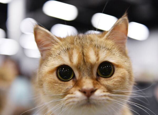 Выставка котят КоШарики Шоу в Москве - Sputnik Беларусь
