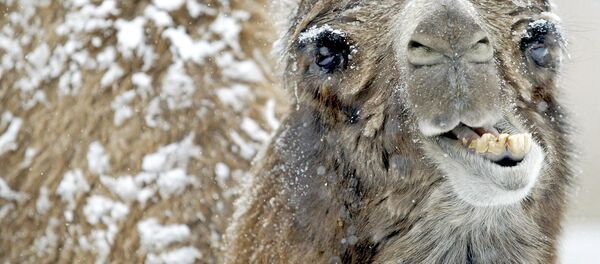 Верблюд зимой - Sputnik Беларусь