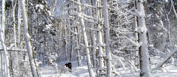 Зимний лес Зимний лес - Sputnik Беларусь