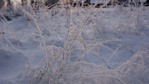 Иней на траве зимой - Sputnik Беларусь