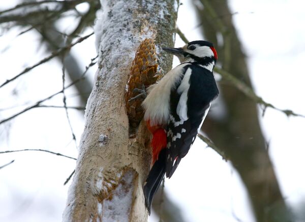 Заяц, лось и пугливый дятел: Минск захватила лесная братва - Sputnik Беларусь