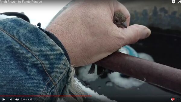 Операция воробей: видео спасения примерзшей птицы порвало интернет - Sputnik Беларусь