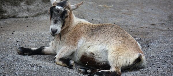 Коза Коза - Sputnik Беларусь