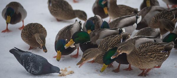 Как правильно кормить птиц - Sputnik Беларусь