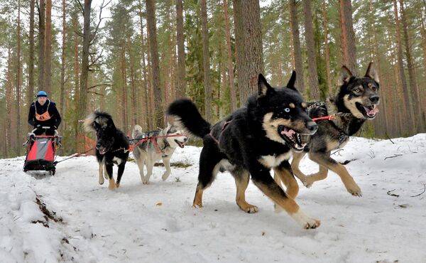 Забег Санта-Клаусов и Колядный Кирмаш: куда пойти 14 декабря в Минске - Sputnik Беларусь