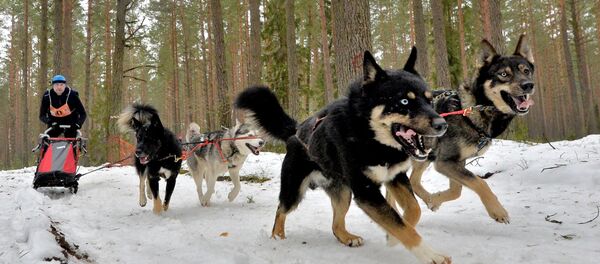 Гонки на собачьих упряжках, архивное фото - Sputnik Беларусь