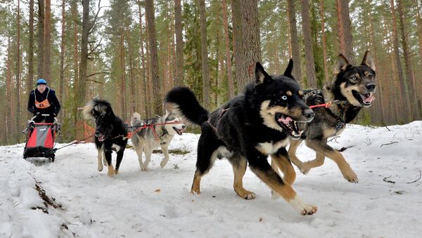 Гонки на собачьих упряжках, архивное фото - Sputnik Беларусь