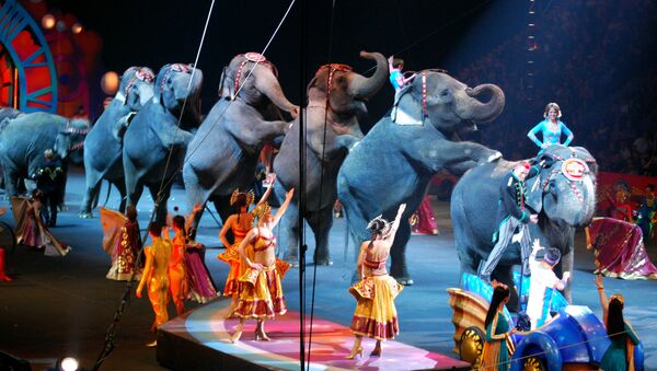 Слоны в цирке, архивное фото  - Sputnik Беларусь