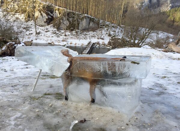Замерзшая во льду лиса - Sputnik Беларусь