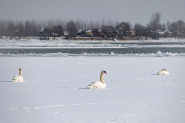 Лебеди на замерзшем Дунае - Sputnik Беларусь