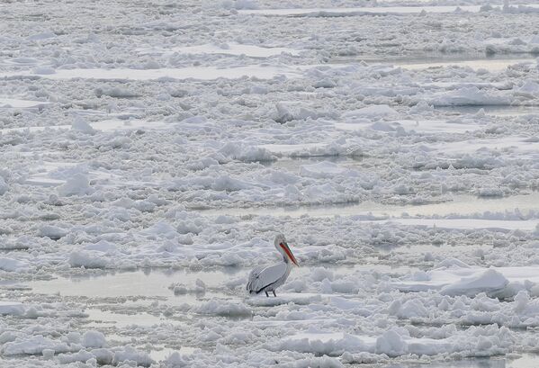 Пеликан на замерзшем Дунае - Sputnik Беларусь