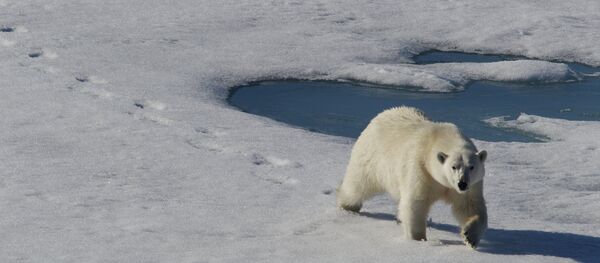 Белый медведь - Sputnik Беларусь