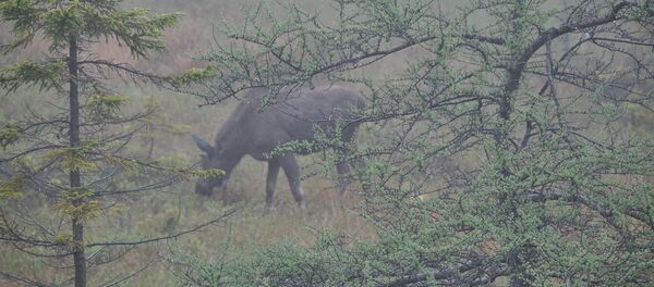 Лось, архивное фото - Sputnik Беларусь