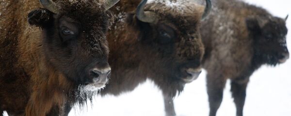 Зубры, архивное фото - Sputnik Беларусь