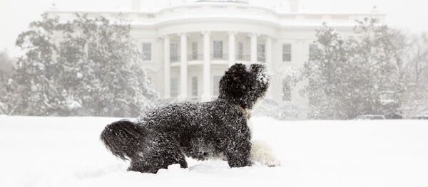 Президентский пес Бо на фоне Белого дома - он переезжает отсюда вместе с хозяевами - Sputnik Беларусь