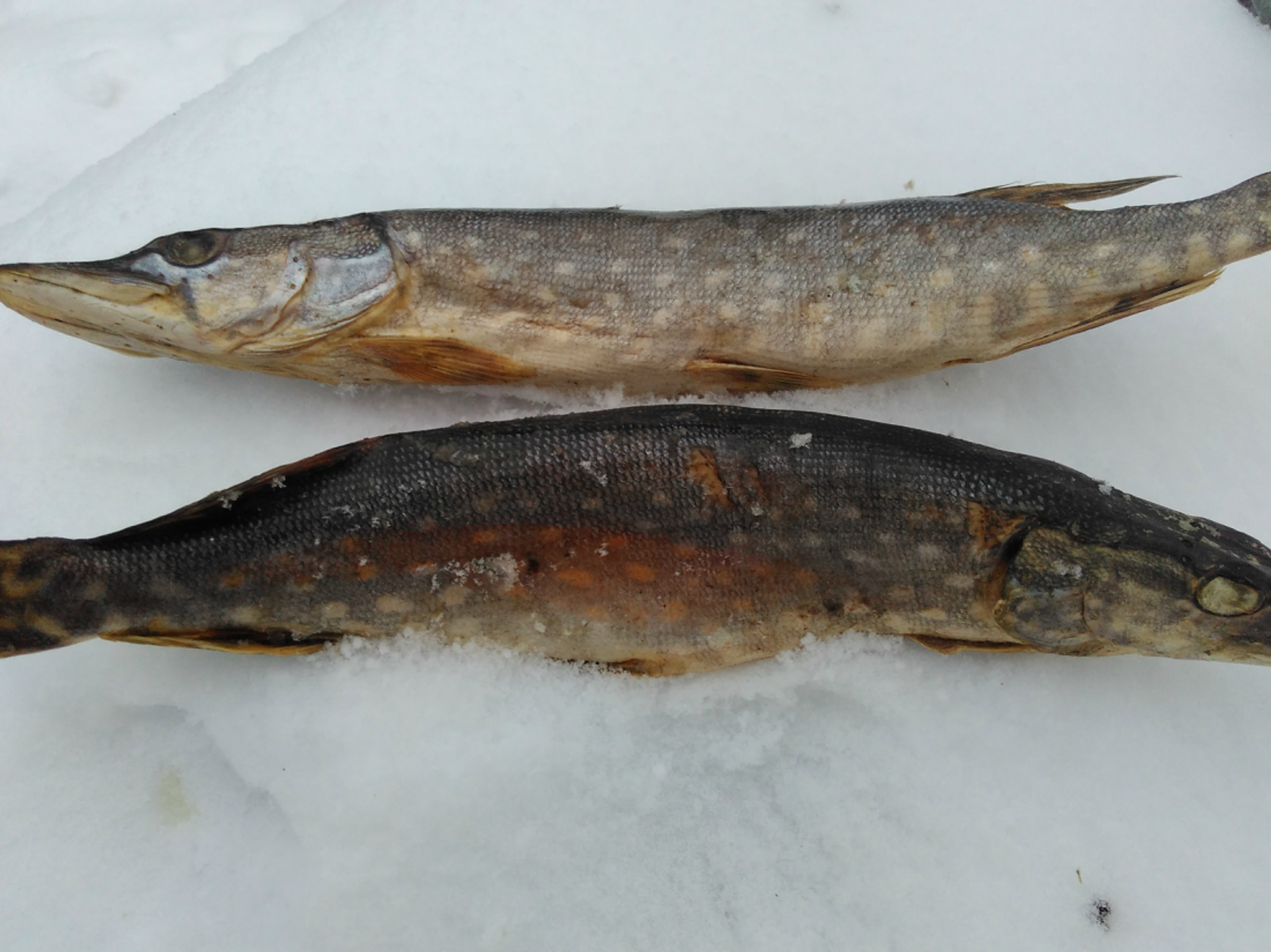 Шчупак на запяканку Шчупак на запяканку - Sputnik Беларусь, 1920, 05.01.2026