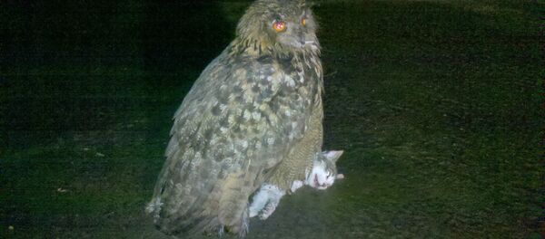 Пугач злавіў ката ў цэнтры Брэста - Sputnik Беларусь