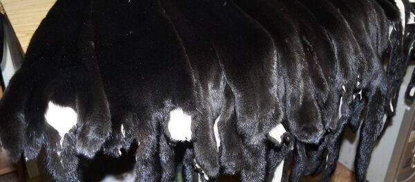 Конфискованные шкурки - Sputnik Беларусь