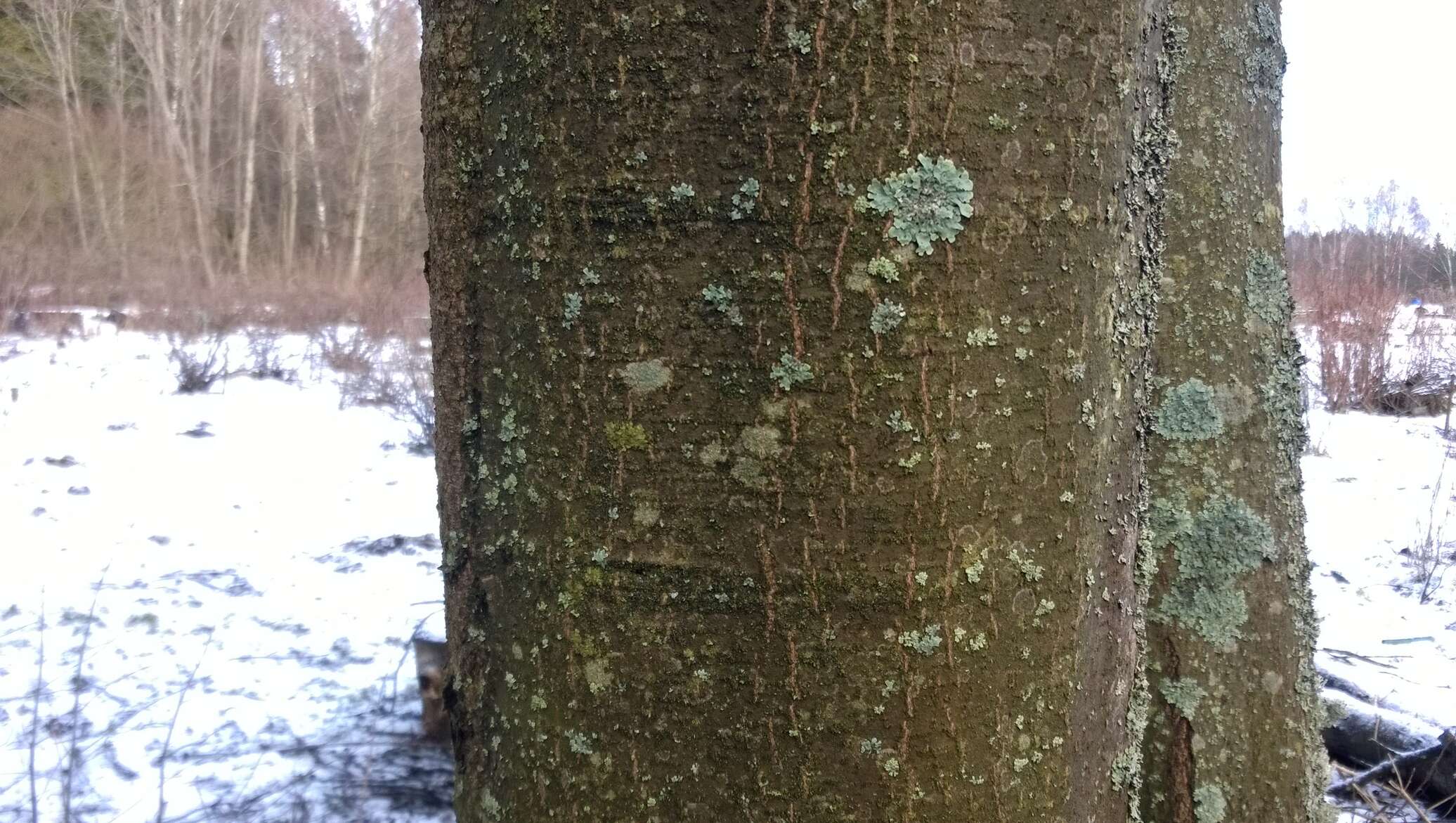 Кора Ольхи Купить В Аптеке