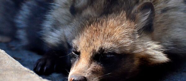 Енотовидная собака, архивное фото - Sputnik Беларусь