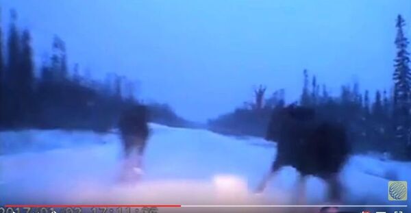 Мужчина проехал по заснеженной трассе между двух лосей - Sputnik Беларусь