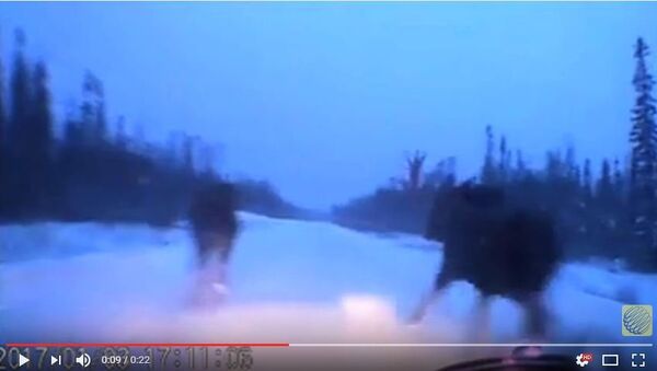 Мужчина проехал по заснеженной трассе между двух лосей - Sputnik Беларусь