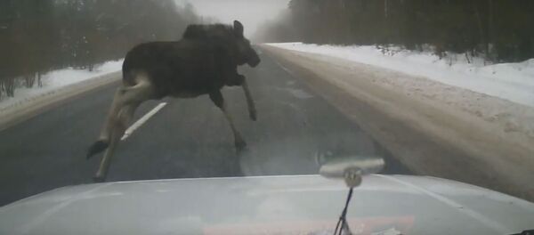 Лось на дороге - Sputnik Беларусь