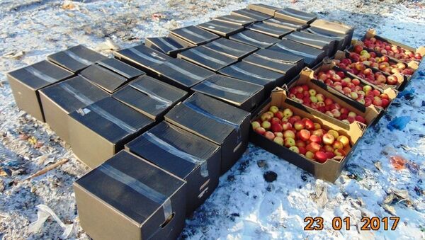 Яблоки из Польши готовят к уничтожению - Sputnik Беларусь
