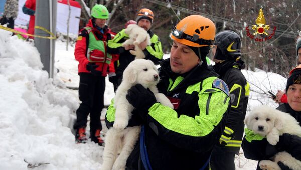 Три щенка спасены из-под завалов отеля в Италии - Sputnik Беларусь