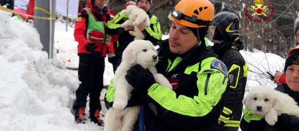 Три щенка спасены из-под завалов отеля в Италии - Sputnik Беларусь