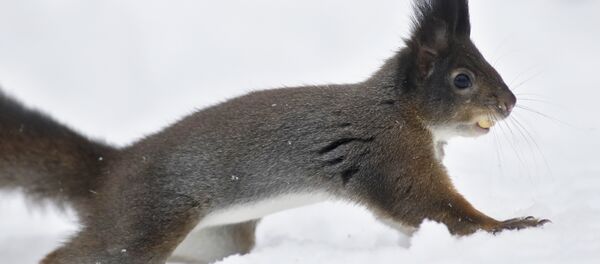 Вавёрка Вавёрка - Sputnik Беларусь