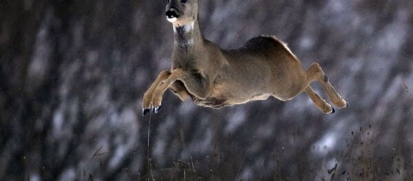 Алень - Sputnik Беларусь