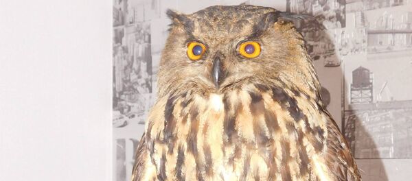 Спайманы пугач - Sputnik Беларусь