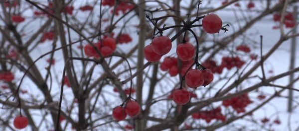 Зима в ботаническом саду – видеорепортаж Sputnik - Sputnik Беларусь