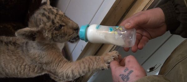 В одном из зоопарков Ростовской области родился лигренок - Sputnik Беларусь