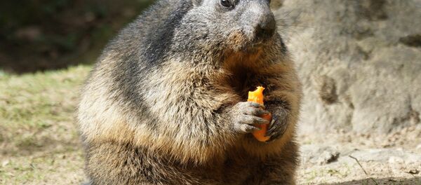 Сурок - Sputnik Беларусь