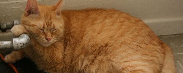 Кот ля трубы ацяплення Кот ля трубы ацяплення - Sputnik Беларусь