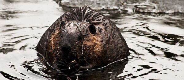 Бабёр Бабёр - Sputnik Беларусь