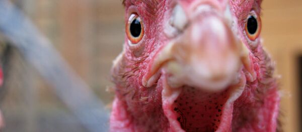 Курица, архивное фото - Sputnik Беларусь
