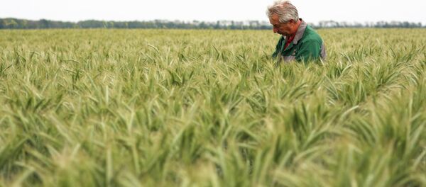 Агроном на одном из сельскохозяйственных полей, архивное фото - Sputnik Беларусь