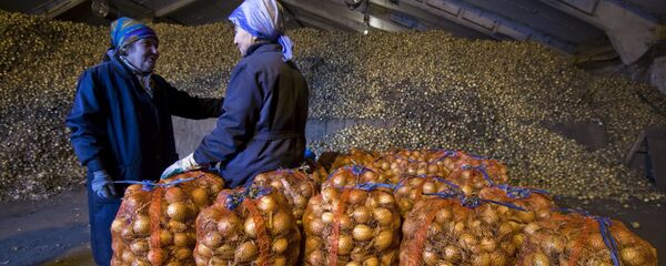 Гаспадарка па вытворчасці і нарыхтоўцы агародніны - Sputnik Беларусь