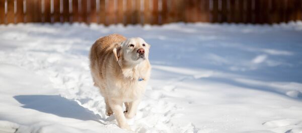 Собака в снегу Собака в снегу - Sputnik Беларусь