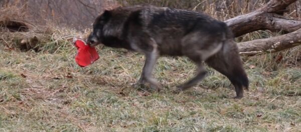 День святого Валентина в зоопарке Детройта - Sputnik Беларусь