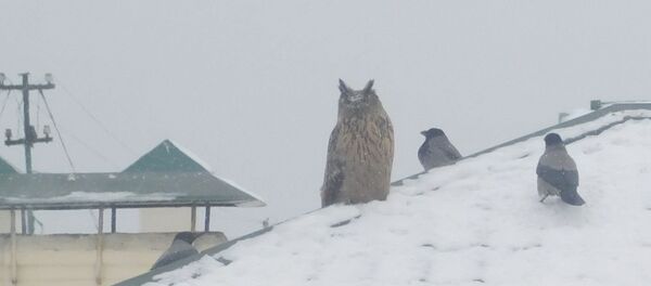 Филин на крыше дома в Бресте - Sputnik Беларусь