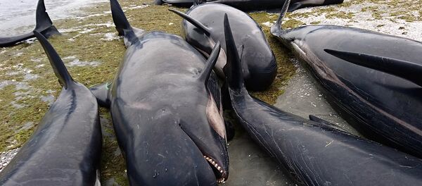 Черные дельфины, выбросившиеся на берег в Новой Зеландии - Sputnik Беларусь