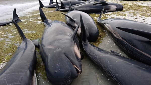 Черные дельфины, выбросившиеся на берег в Новой Зеландии - Sputnik Беларусь
