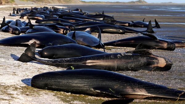 Черные дельфины выбросились на берег в Новой Зеландии - Sputnik Беларусь