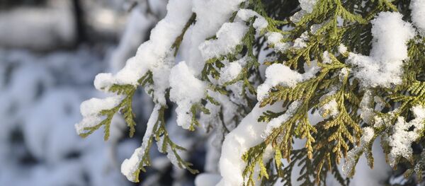 Снег на туе, архивное фото - Sputnik Беларусь