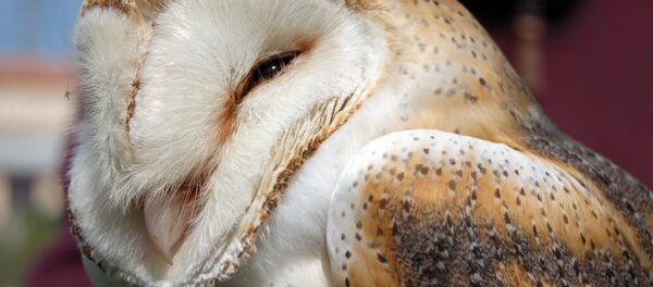 Сава-сіпуха, архіўнае фота Сава-сіпуха, архіўнае фота - Sputnik Беларусь